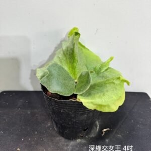 Platycerium hillii x wandae4吋 深綠交女王4吋