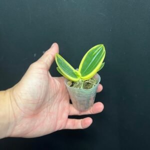 Phalaenopsis amabilis subsp. formosana, variegated