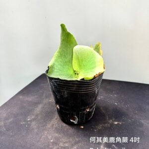 Platycerium holttumii4吋 何其美鹿角蕨4吋