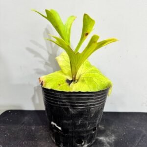 Platycerium Kitshakood (ridleyi x coronarium)4吋 皇冠交亞猴(冠亞)(亞皇)4吋
