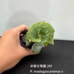 Platycerium madagascariense x alcicorne (madagascar)2吋 非猴交馬圓2吋