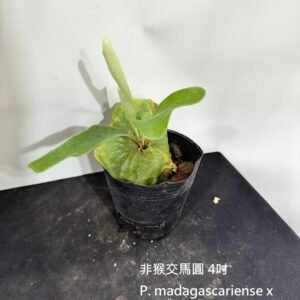 Platycerium madagascariense x alcicorne (madagascar)4吋 非猴交馬圓4吋