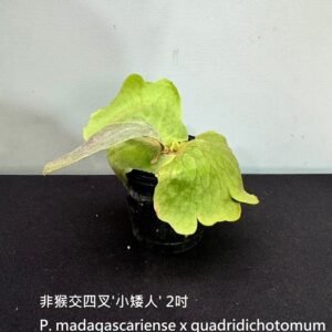Platycerium madagascariense x quadridichotomum 'Dwarf'2吋 非猴交四叉'小矮人'2吋