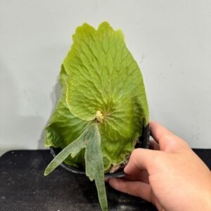 Platycerium madagascariense x quadridichotomum 'Dwarf'4吋 非猴交四叉'小矮人'4吋
