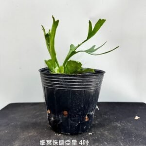 Platycerium Mt. Kitshakood 'Thin&Dwarf'4吋 細葉侏儒亞皇4吋