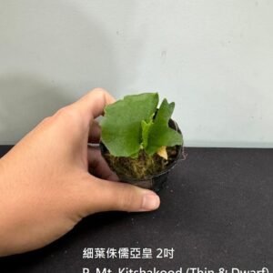 Platycerium Mt. Kitshakood (Thin & Dwarf)2吋 細葉侏儒亞皇2吋