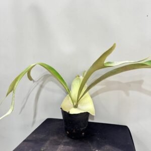 Platycerium Omo 'Polar Bear'4吋 北極熊4吋