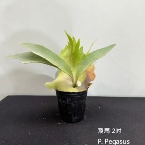 Platycerium Pegasus2吋 飛馬2吋