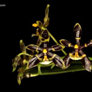Phalaenopsis mannii black x sib