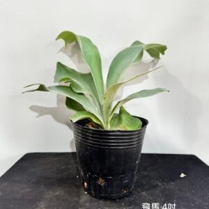 Platycerium Pegasus4吋 飛馬4吋
