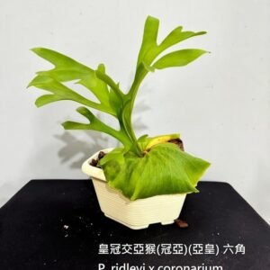 Platycerium ridleyi x coronarium(六角) 皇冠交亞猴(冠亞)(亞皇)(六角)