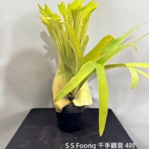 Platycerium S S Foong4吋 S S Foong 千手觀音4吋