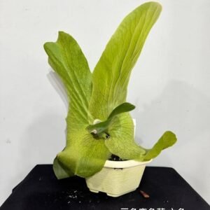 Platycerium stemaria(六角) 三角鹿角蕨(六角)