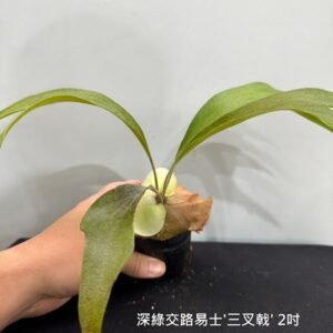 Platycerium Trident (Mt. Lewis x hillii)2吋 深綠交路易士'三叉戟'2吋