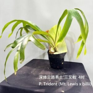 Platycerium Trident (Mt. Lewis x hillii)4吋 深綠交路易士'三叉戟'4吋