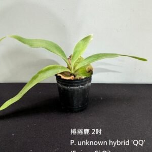Platycerium unknown hybrid 'QQ' (Foong Si Qi)2吋 捲捲鹿2吋