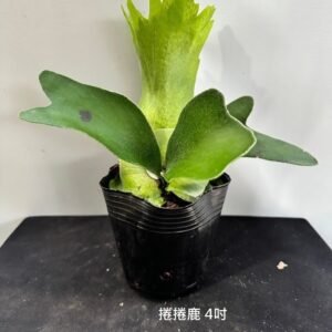 Platycerium unknown hybrid 'QQ' (Foong Si Qi)4吋 捲捲鹿4吋