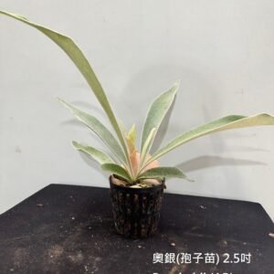 Platycerium veitchii (AR) (From JPLW)2.5吋 奧銀(孢子苗)2.5吋