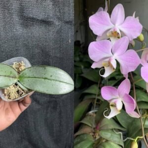 Phalaenopsis sanderiana, silver leaves 銀葉
