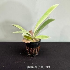 Platycerium veitchii (AR) (From JPLW)2吋 奧銀(孢子苗)2吋