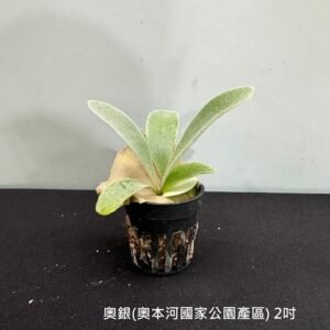 Platycerium veitchii (From Auburn River)2吋 奧銀(奧本河國家公園產區)