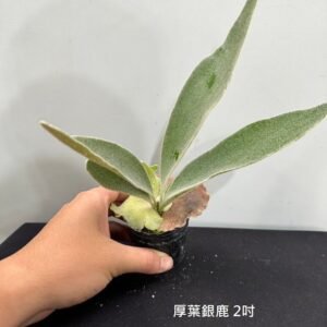 Platycerium veitchii (thick leaf)2吋 厚葉銀鹿2吋