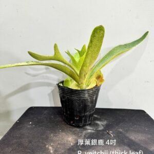 Platycerium veitchii (thick leaf)4吋 厚葉銀鹿4吋