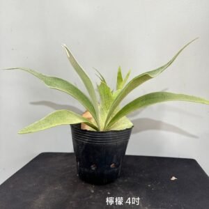 Platycerium veitchii cv. Lemoinei4吋 檸檬4吋