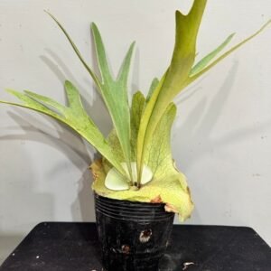 Platycerium veitchii x alcicorne (madagascar)4吋 銀鹿交馬圓4吋