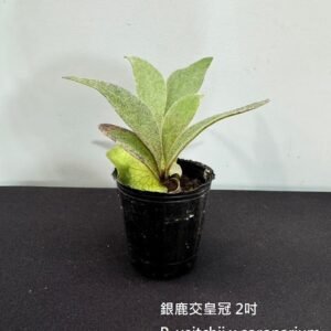 Platycerium veitchii x coronarium2吋 銀鹿交皇冠2吋