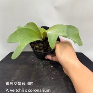 Platycerium veitchii x coronarium4吋 銀鹿交皇冠4吋