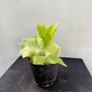 Platycerium veitchii x wandae4吋 銀鹿交女王4吋