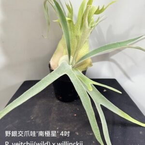 Platycerium veitchii(wild) x willinckii 'South Pole Star'4吋 野銀交爪哇'南極星'4吋