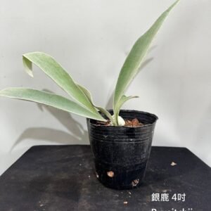 Platycerium veitchii4吋 銀鹿4吋