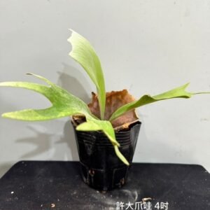 Platycerium willinckii 'Hsu Da'4吋 許大爪哇4吋