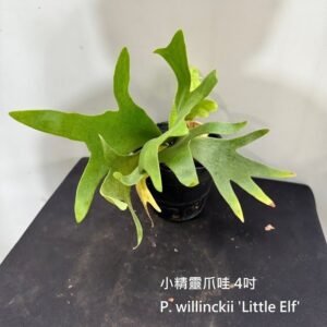 Platycerium willinckii 'Little Elf'4吋 小精靈爪哇4吋