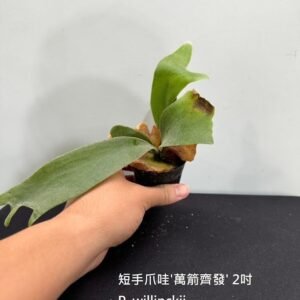 Platycerium willinckii 'Thousands of arrows fired'2吋 短手爪哇'萬箭齊發'2吋