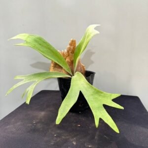 Platycerium willinckii 'Thousands of arrows fired'4吋 短手爪哇'萬箭齊發'4吋