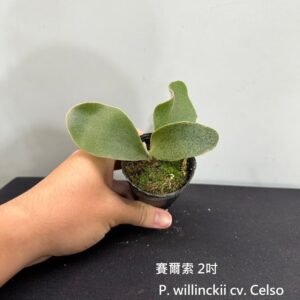 Platycerium willinckii cv. Celso2吋 賽爾索2吋