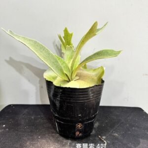 Platycerium willinckii cv. Celso4吋 賽爾索4吋