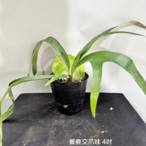 Platycerium willinckii x bifurcatum4吋 普鹿交爪哇4吋