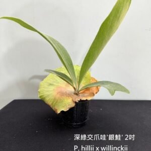 Platycerium willinckii x hillii 'Silver Salmon'2吋 爪哇交深綠'銀鮭'2吋
