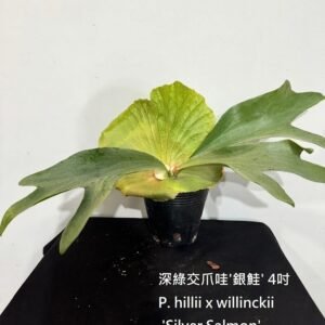 Platycerium willinckii x hillii 'Silver Salmon'4吋 深綠交爪哇'銀鮭'4吋