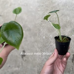 Alocasia melo 'Aripin' 犀牛皮觀音蓮(新個體)