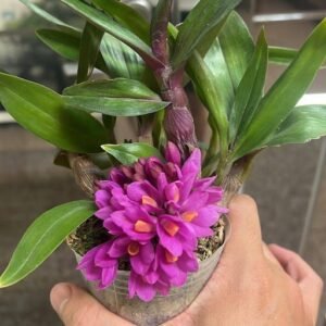 Dendrobium Hibiki x Dendrobium laevifolium 'Fireball' x 'Pink Giant'