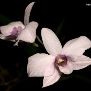 Dendrobium bigibbum (f. coerulea x f. tipo)