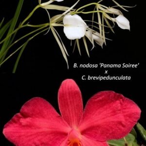Brassavola nodosa 'Panama Soiree' x C. brevipedunculata