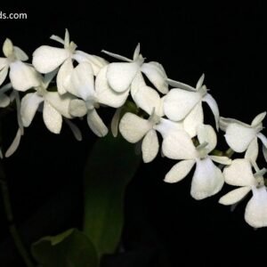 Aerangis citrata x sib