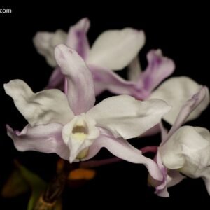 Dendrobium moniliforme Koiro Kinboshi 濃色金星 x Houkiboshi 箒星