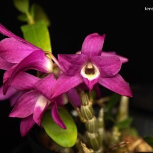 Dendrobium moniliforme (Kyoubeni-Tsubaki Hime 'Select Dark' #1 x #2)
